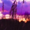 wildflowers against the purple and orange sunset sky