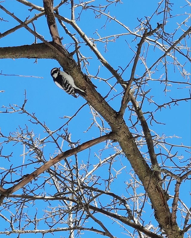 A small black and white woodpecker on a bare tree branch against a bright clear sky.